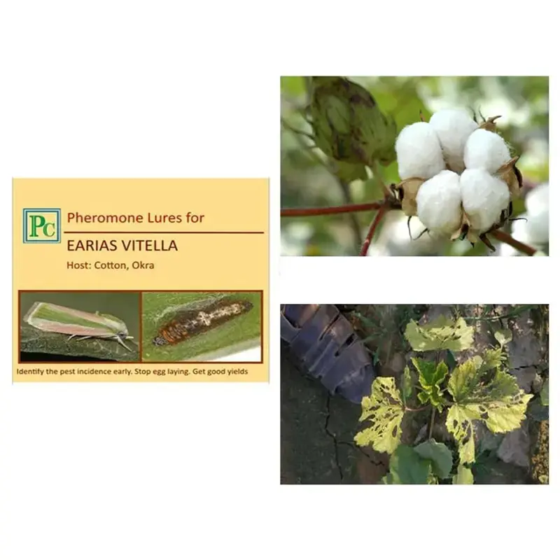 Don’t Miss Out 20 Pcs Insect Lures For Spotted Bollworm (Earias Vitella)